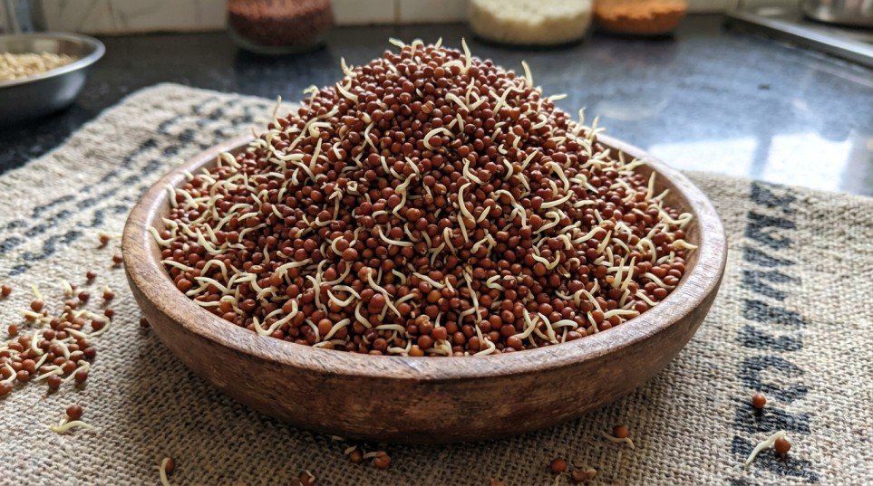Sprouted ragi used in EcoMillets products